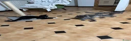 Maine Coon gatti in vendita: Maine Coon  - Annuncio 11