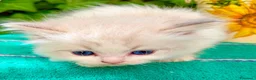 Ragdoll gatti in vendita: cucciolo di ragdoll - Annuncio 1