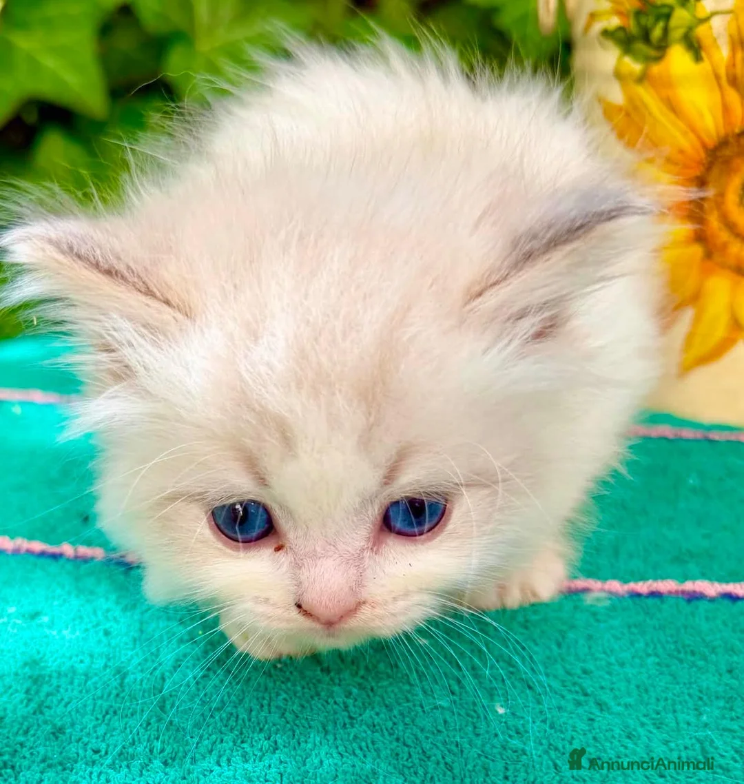 Ragdoll gatti in vendita: cucciolo di ragdoll - Annuncio 1