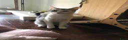 Meticcio gatti in regalo: Viola e Ciambella bellissime micine cercano casa! - Annuncio 10