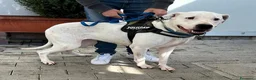 Meticcio cani in regalo: LOLA DOGO ARGENTINO - Annuncio 5