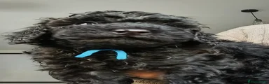Barboncino Cucciolo 2