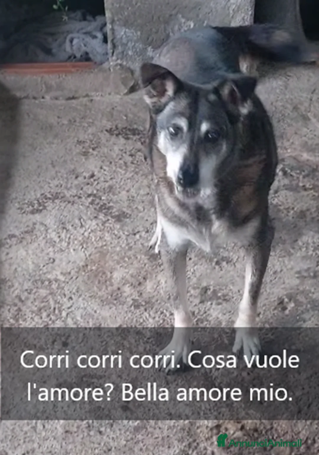Meticcio cani in regalo: ADOZIONI DEL CUORE: Lally, Bella e balla - Annuncio 2
