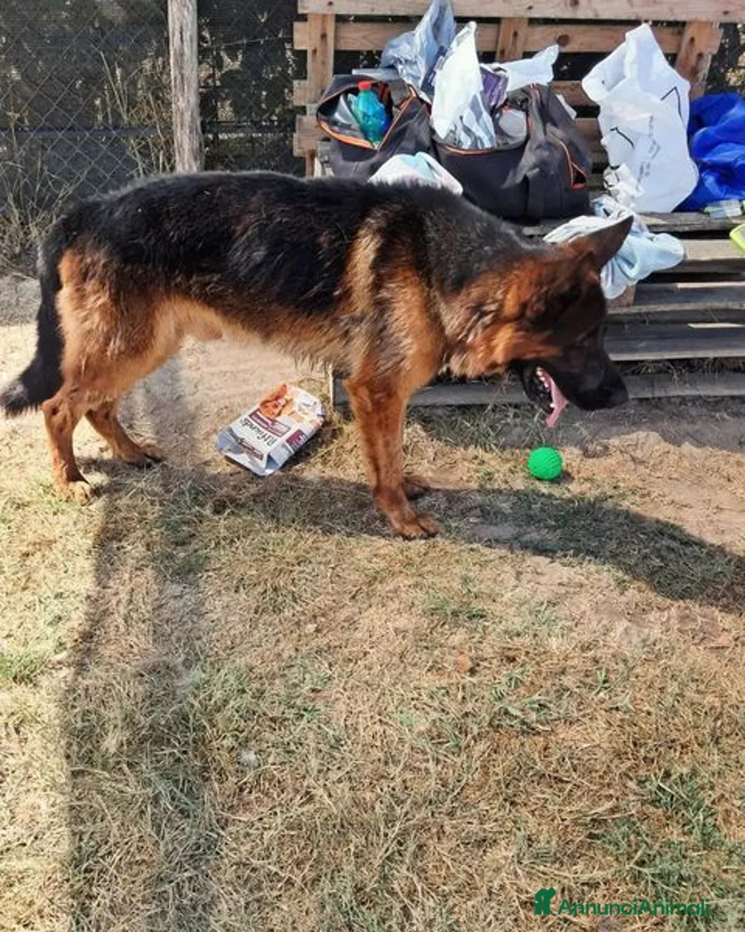 Pastore Tedesco cani in regalo: Matt, spettacolare pastore tedesco - Annuncio 2