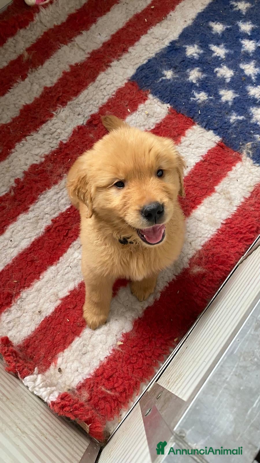 Golden Retriever cani PICCOLI GOLDEN AMERICANI NATI IL 04/01/2026 a Città Metropolitana di Bologna - Annuncio 2