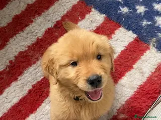 Golden Retriever cani PICCOLI GOLDEN AMERICANI NATI IL 04/01/2026 a Città Metropolitana di Bologna - Annuncio 2