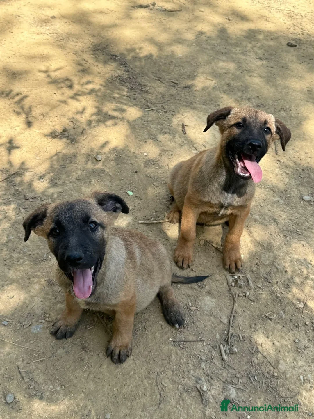 Pastore Belga cani in regalo: 5 splendidi mix PASTORINI BELGA di 3 MESI!  - Annuncio 2