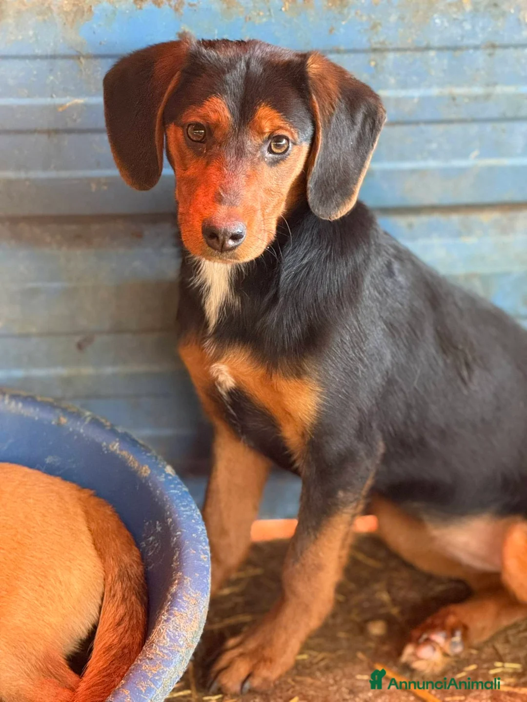 Meticcio cani in regalo: VICTORIA, la cucciola più dolce del mondo! - Annuncio 4