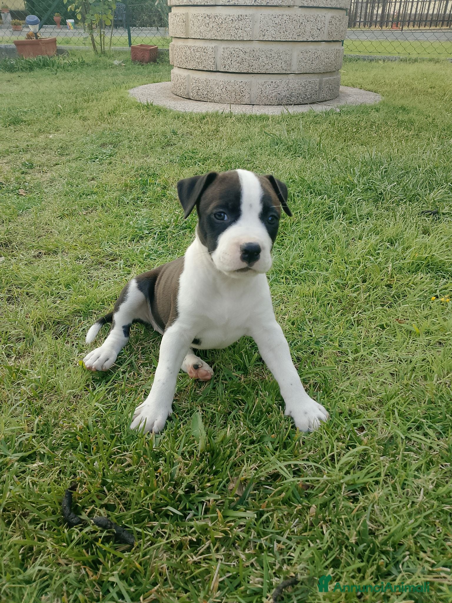 American Staffordshire cani Amstaff - Annuncio 1