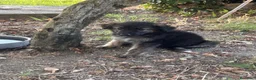 Pastore Tedesco cani in vendita: Cucciolo pastore tedesco  a Provincia di Frosinone - Annuncio 7
