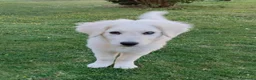 Meticcio cani in regalo: ADOZIONE DEL CUORE PER SID a Città Metropolitana di Firenze - Annuncio 5