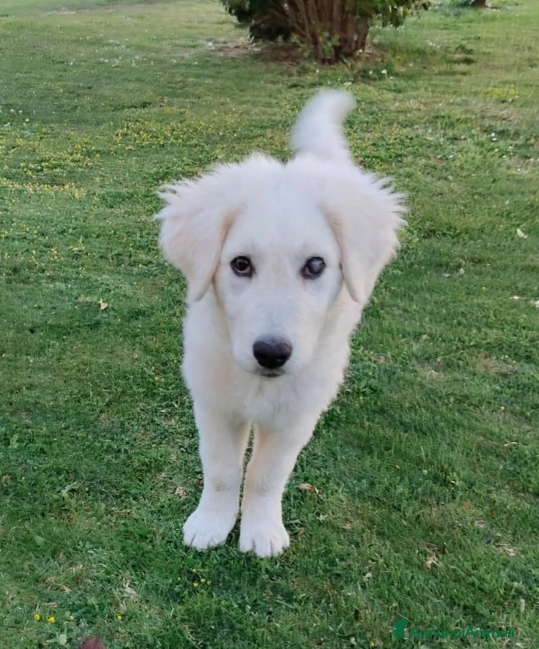 Meticcio cani in regalo: ADOZIONE DEL CUORE PER SID a Città Metropolitana di Firenze - Annuncio 5