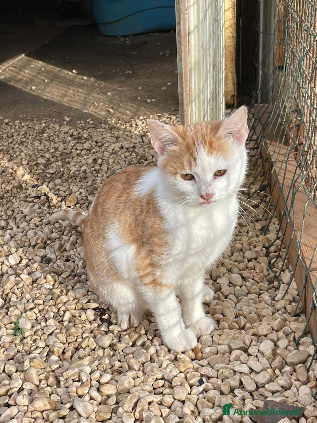 Meticcio gatti in regalo: LA SPLENDIDA KANGA - Annuncio 1