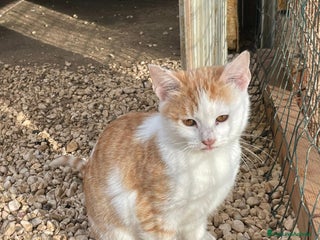 Meticcio gatti LA SPLENDIDA KANGA - Annuncio 5