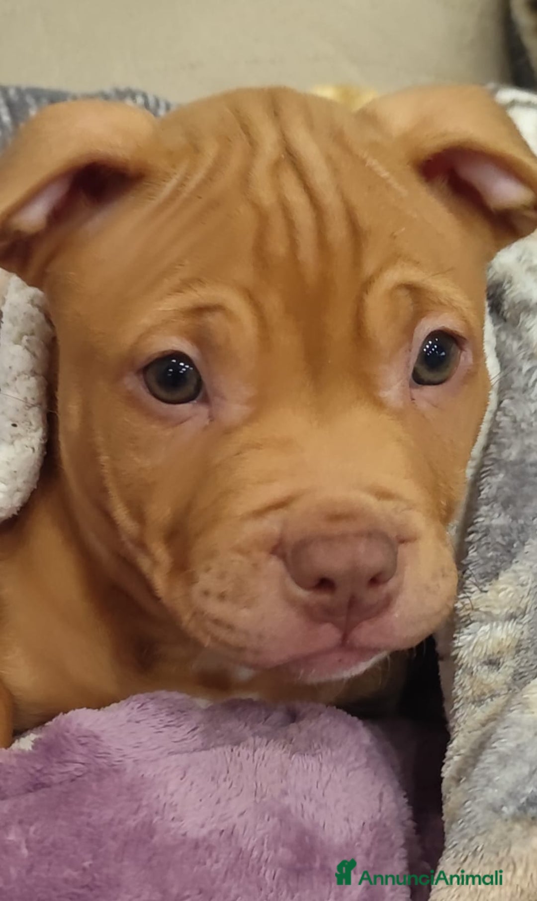 Pitbull cani in vendita: Cuccioli di Pitbull ukc rednose con pedigree  - Annuncio 1