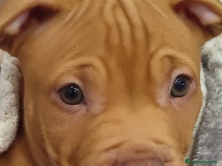 Pitbull cani Cuccioli di Pitbull ukc rednose con pedigree - Annuncio 23