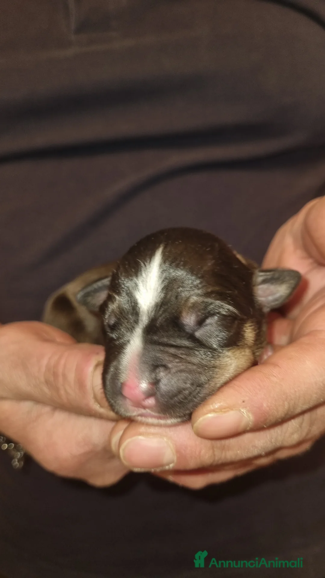 Pitbull cani in vendita: American pitbull terrier  - Annuncio 9