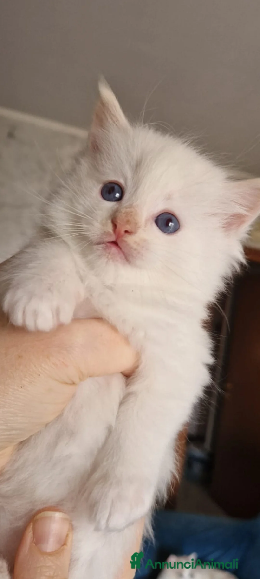 Ragdoll gatti in vendita: Maschietto ragdoll red point dolcissimo - Annuncio 7