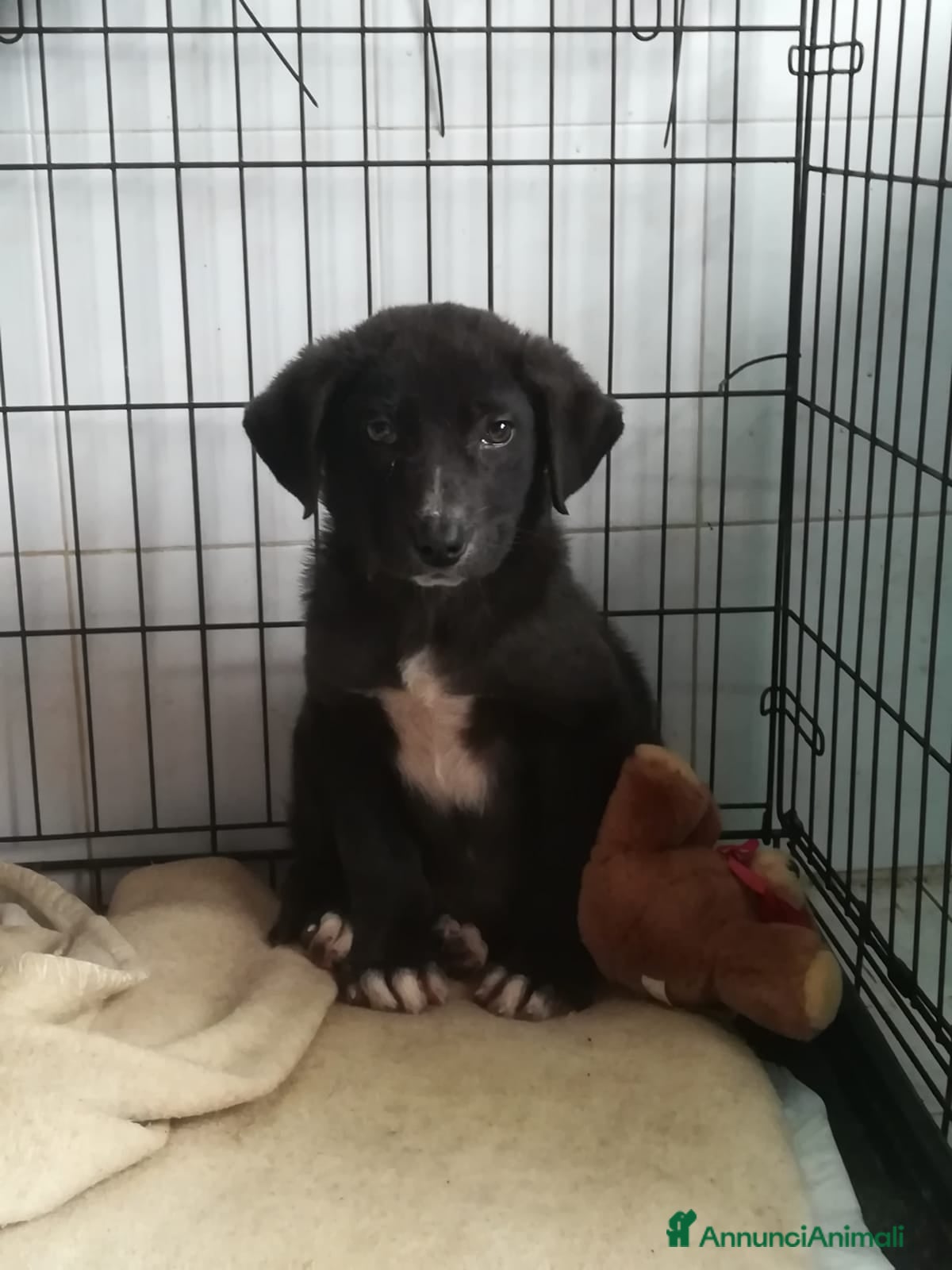 Meticcio cani UNA MAMMA PER OZZY - Annuncio 8