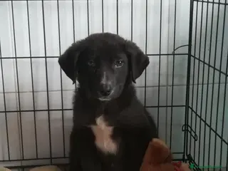 Meticcio cani UNA MAMMA PER OZZY - Annuncio 8