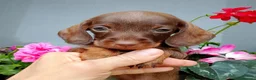 Bassotto cani in vendita: Bassotta pelo duro kaninchen cioccolato - Annuncio 3