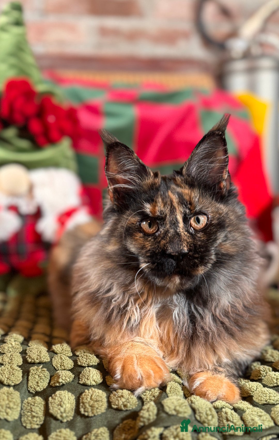 Maine Coon gatti in vendita: Maine Coon femmine tortie solide pedigree Anfi - Annuncio 4