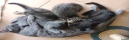 Meticcio gatti in regalo: Regalo gattino a Provincia di Pesaro e Urbino - Annuncio 4