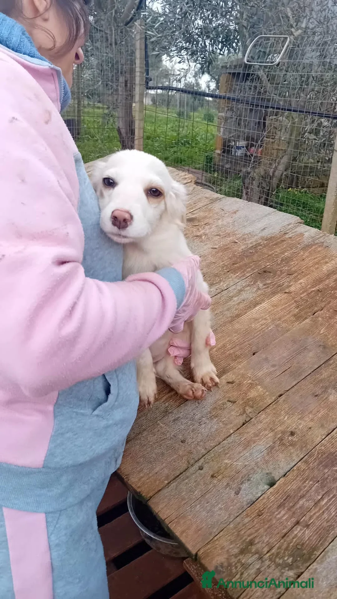 Altre razze cani in regalo: FANNÍ, FEBO E FUSILLA - Annuncio 4