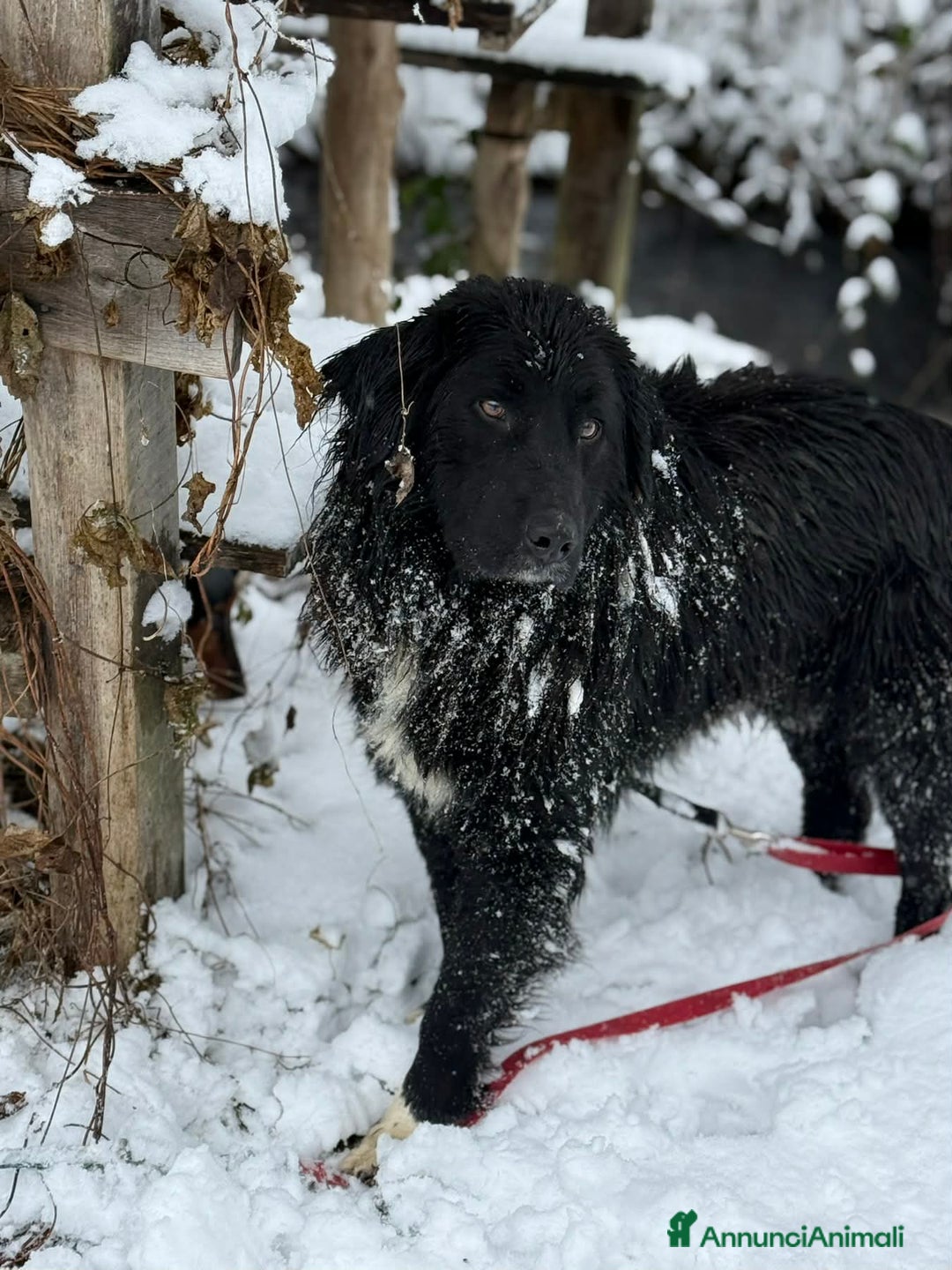 Meticcio cani in regalo: KUMBA, pastorino dolcissimo ignorato da tutti! - Annuncio 8