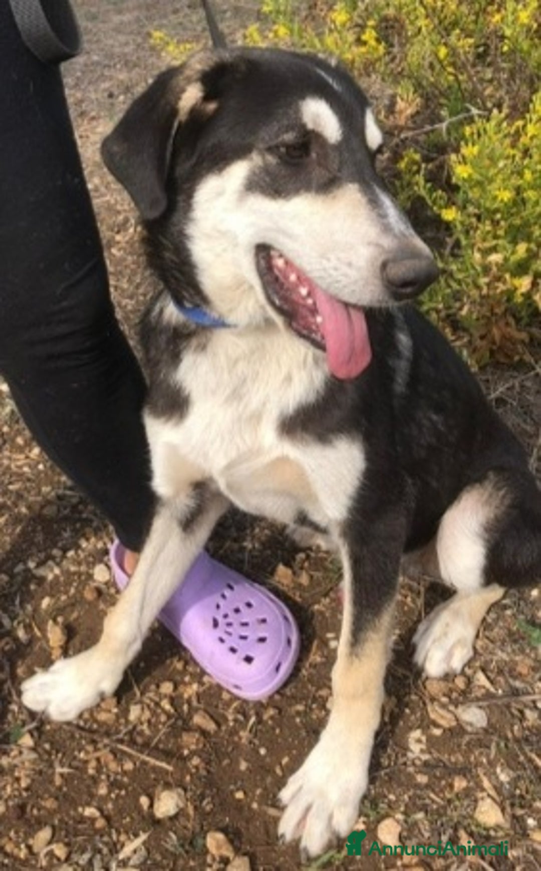 Meticcio cani in regalo: Mix Australian Shepherd 6mesi,buono,INVISIBILE!SOS - Annuncio 2