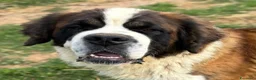 San Bernardo cani in regalo: Bosco dolcissimo san bernardo  a Provincia di Latina - Annuncio 2