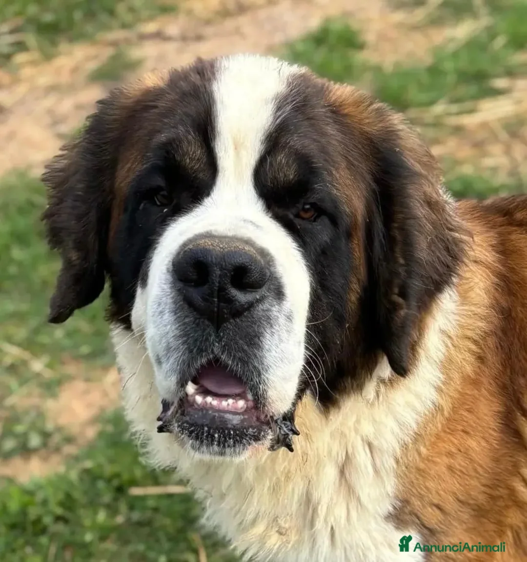 San Bernardo cani in regalo: Bosco dolcissimo san bernardo  a Provincia di Latina - Annuncio 2