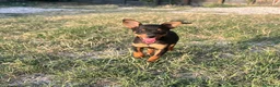 Pinscher Miniatura cani in vendita: Pincher toy - Annuncio 3