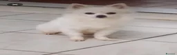 Spitz cani in vendita: Spitz Tedesco - Annuncio 1