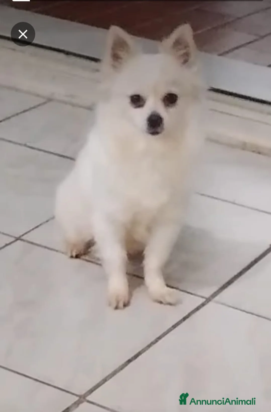 Spitz cani in vendita: Spitz Tedesco - Annuncio 1