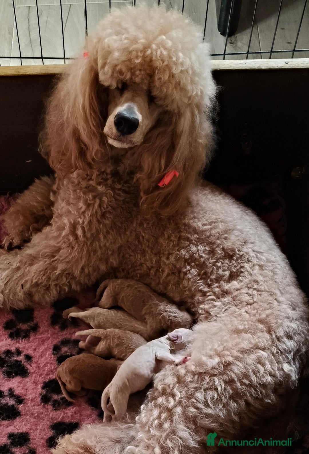 Barbone cani in vendita: BARBONE GRANDE MOLE - Annuncio 3