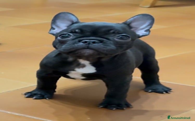 Bulldog Francese cani a Provincia di Varese - Annuncio 13