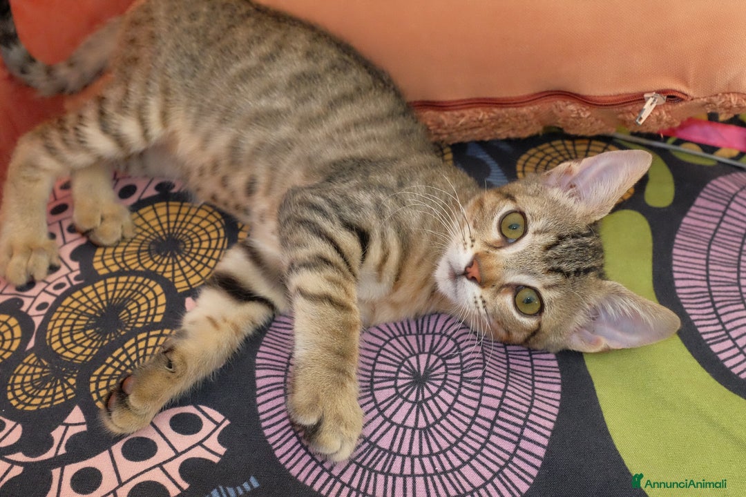 Altre razze gatti in regalo: GATTINI - Annuncio 10