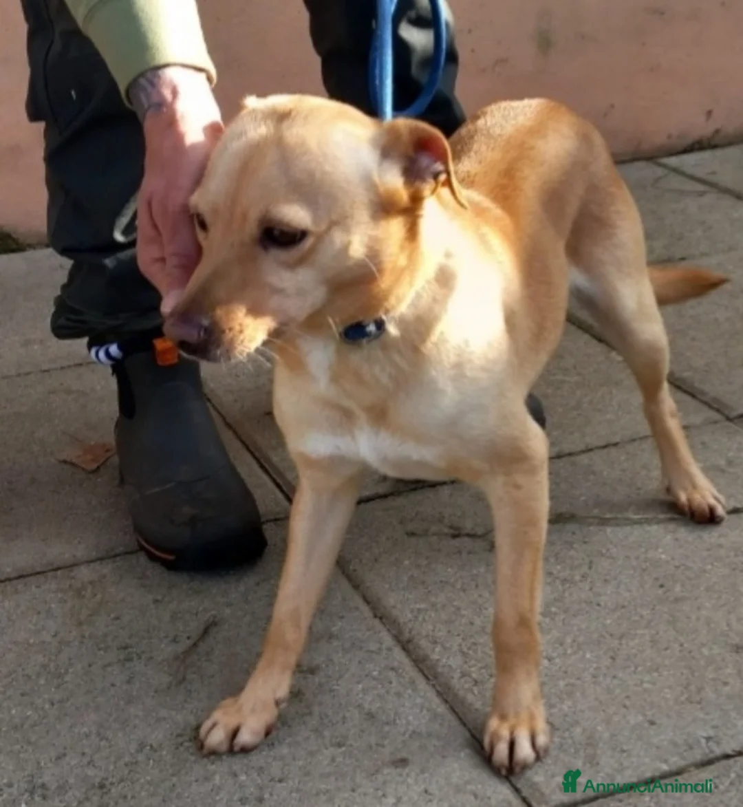 Meticcio cani in regalo: 4anni kg8/9 portato in canile dai padroni!NAPOLI a Città metropolitana di Milano - Annuncio 2