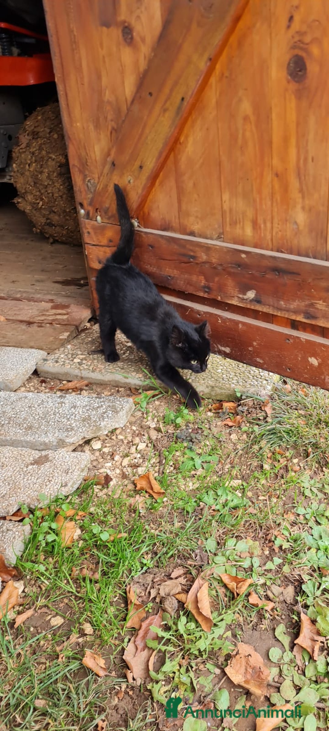 Altre razze gatti in regalo: Trovato gattino - Annuncio 4