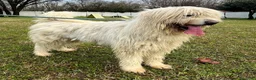 Meticcio cani in regalo: BELLE BELLISSIMO CERCA CASA - Annuncio 17