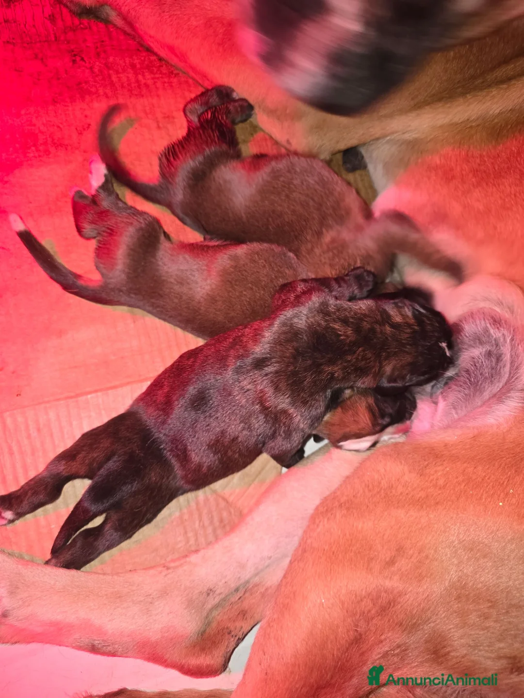Boxer cani in vendita: Boxer cucciolo maschio - Annuncio 4