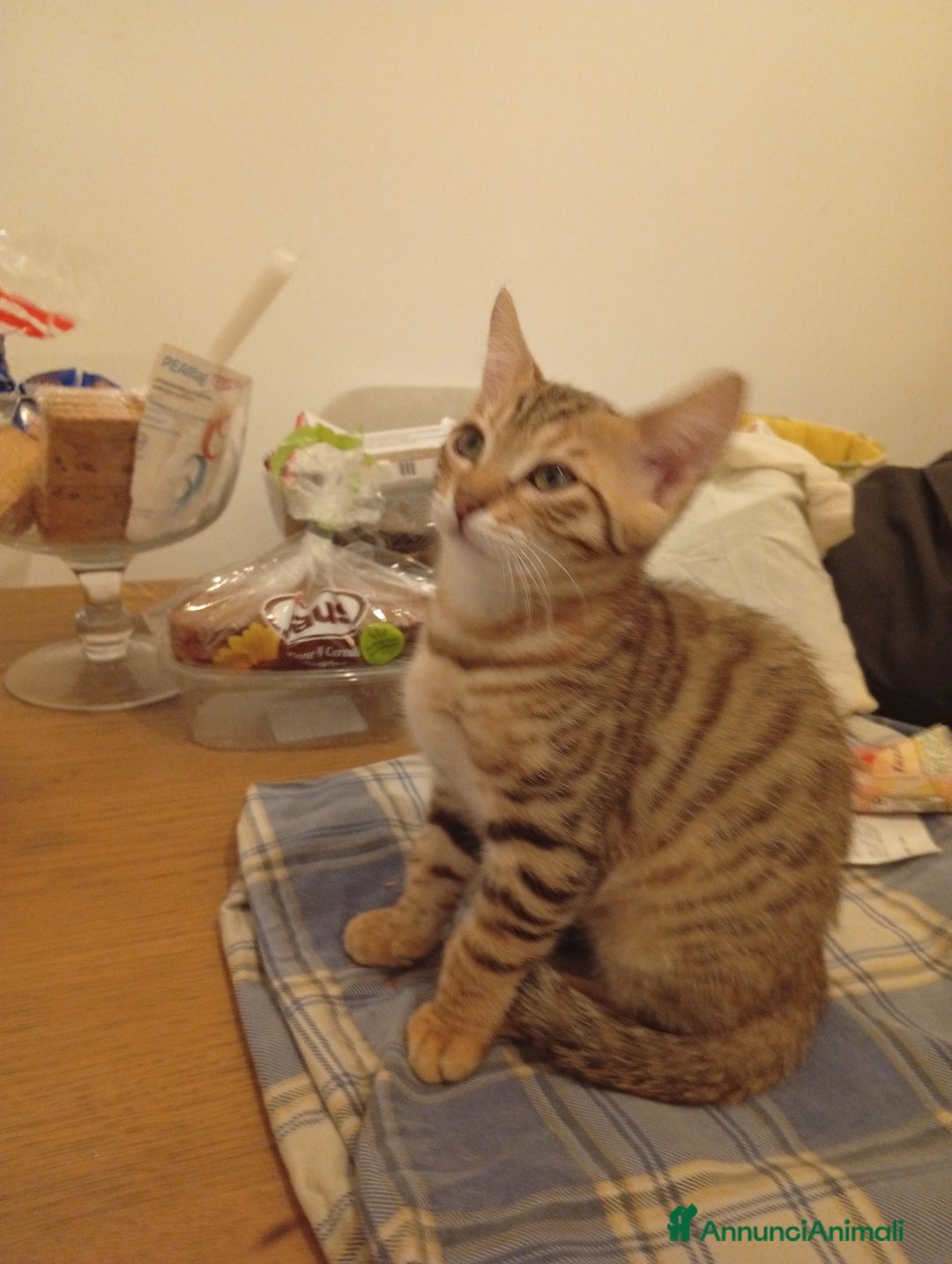 Bengala gatti in vendita: Bengalini senza pedigree solo per veri amanti  - Annuncio 4