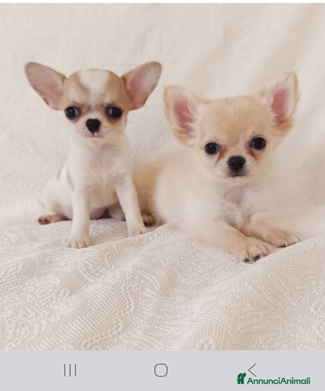 Chihuahua cani Vendo cuccioli di cihuahua  - Annuncio 3