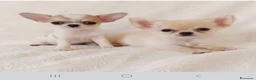 Chihuahua cani in vendita: Vendo cuccioli di cihuahua  - Annuncio 1