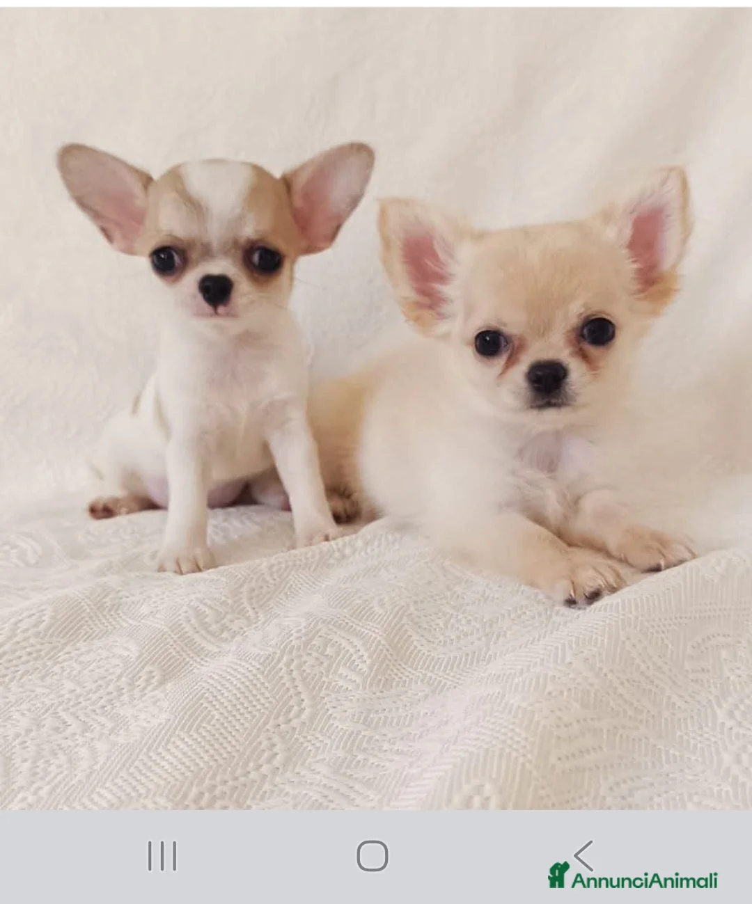 Chihuahua cani in vendita: Vendo cuccioli di cihuahua  - Annuncio 1