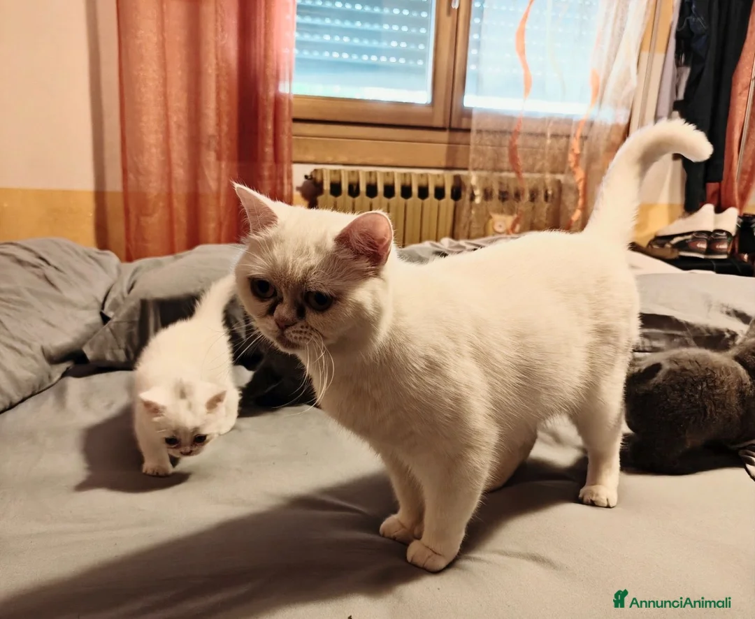 British gatti in vendita: Gattini British - Annuncio 4
