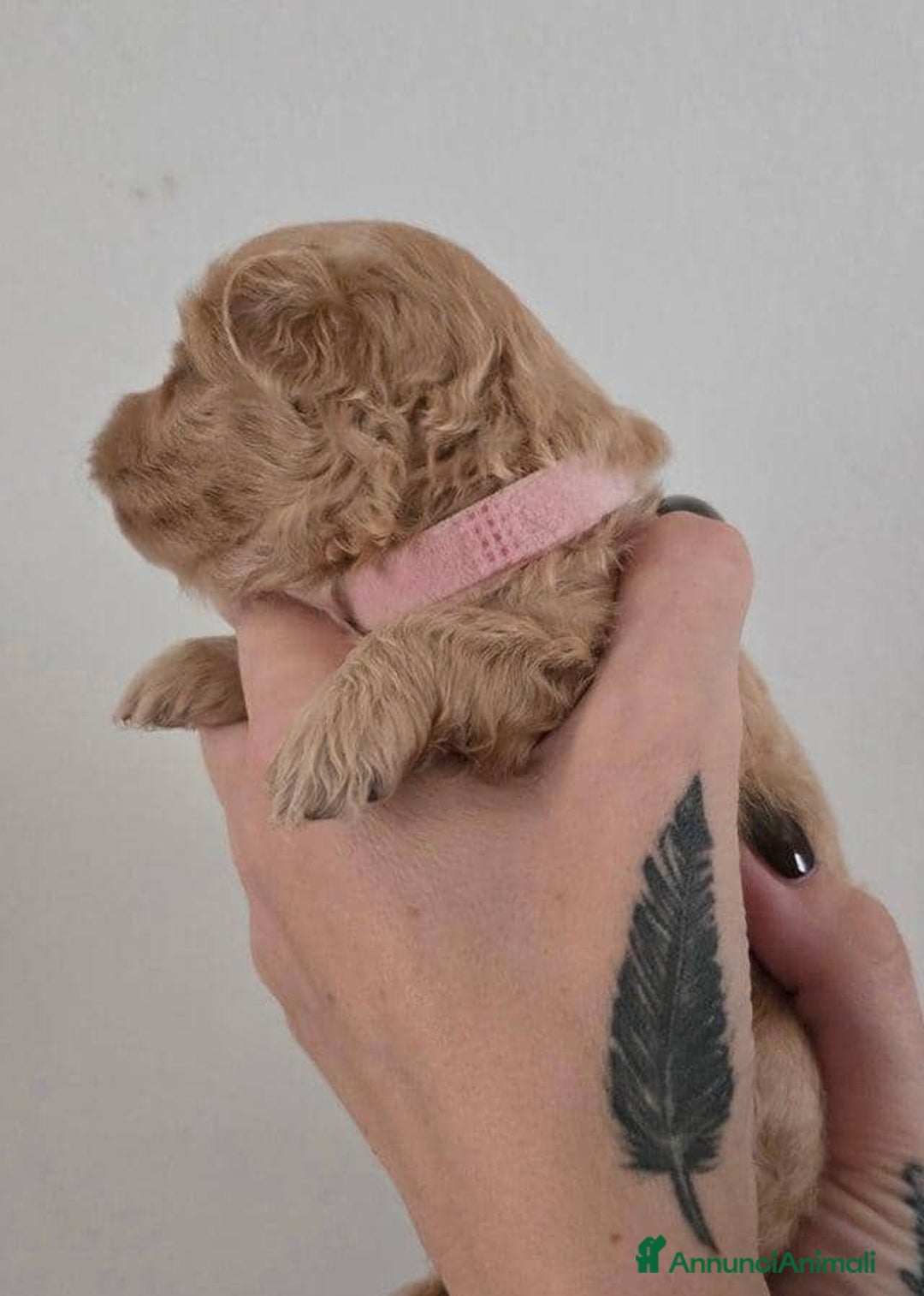 Meticcio cani in vendita: Cuccioli di Maltipoo F1 (2f) - Annuncio 4