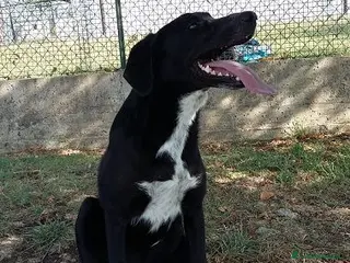 Meticcio cani GALILEO - Annuncio 31