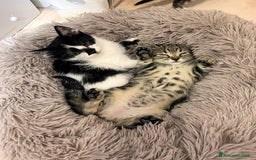 Europeo gatti in regalo: Isotta pelo lungo  e la sua  sorellina   - Immagine 1